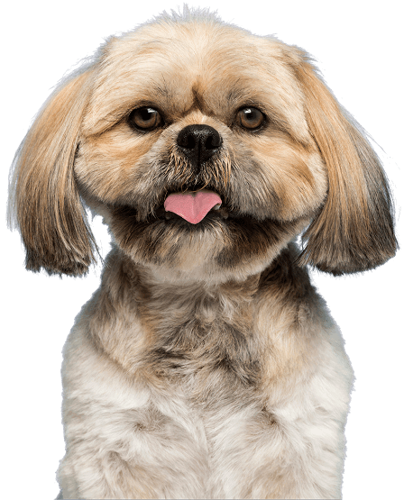 Tierarzt in der Nähe Mannheim Heidelberg Kaiserslautern